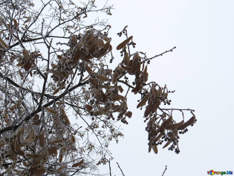 霜で覆われてリンデンの枝 №38157