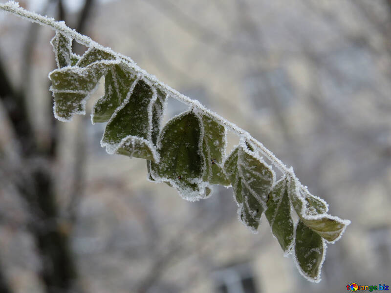 Twig with leaves covered with Frost №38113