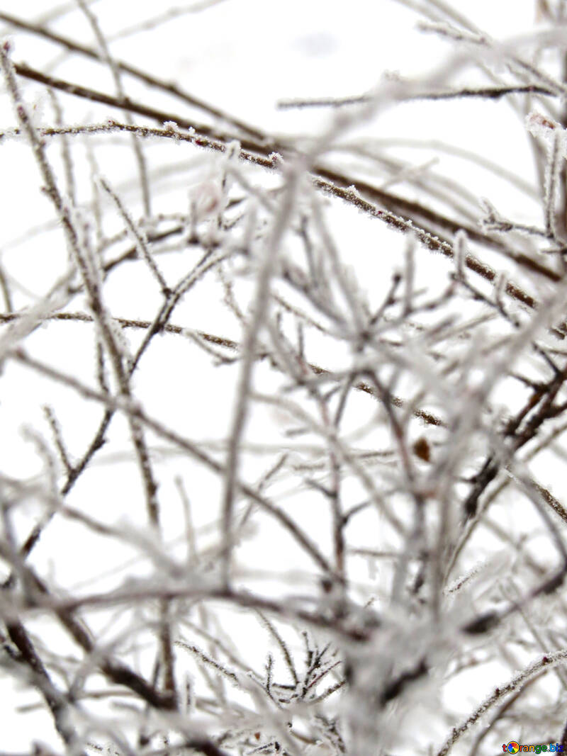 Givre sur les branches №38158