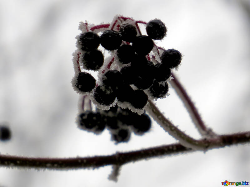 Die Beeren sind mit Frost überzogen. №38200