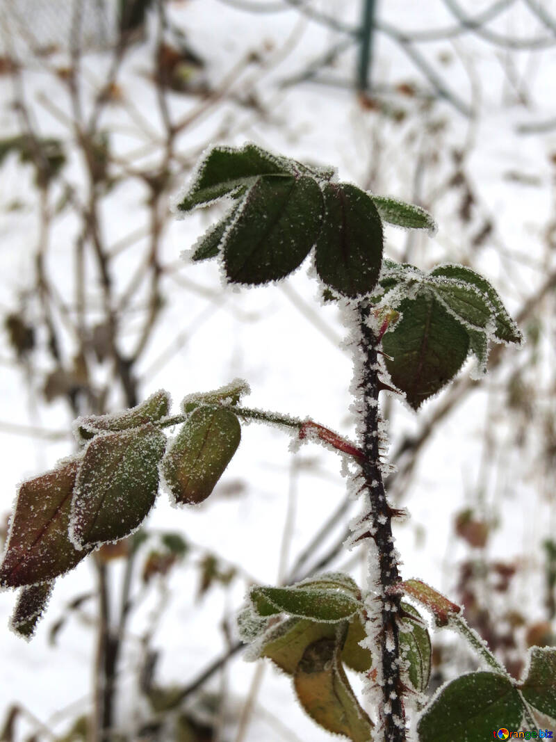 Frost auf den Blättern №38168