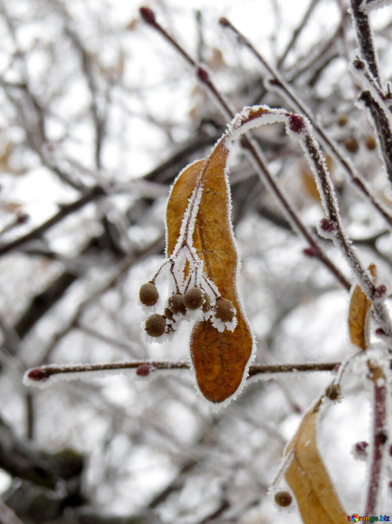 Linden Blume ist mit Frost bedeckt. №38153