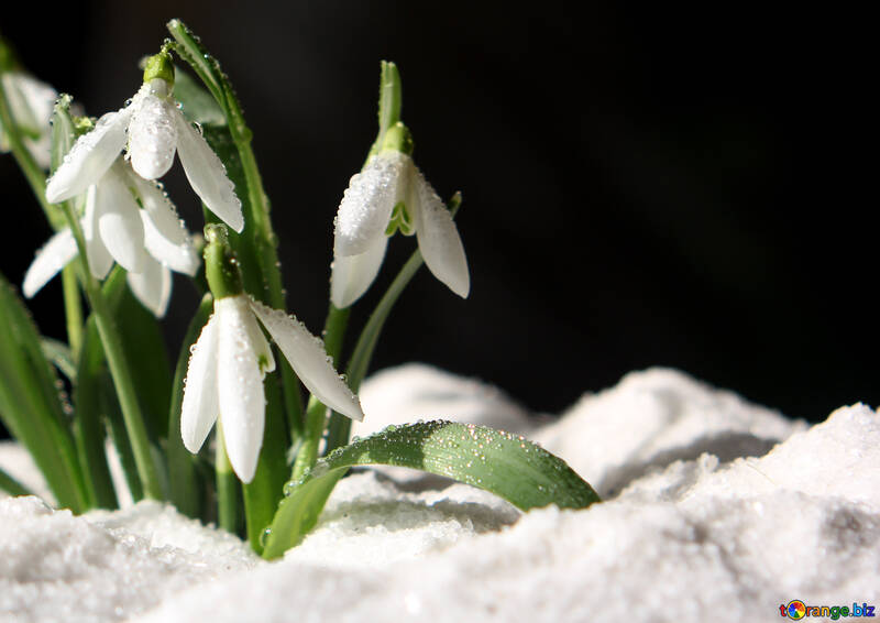 Flowers in the snow №38267