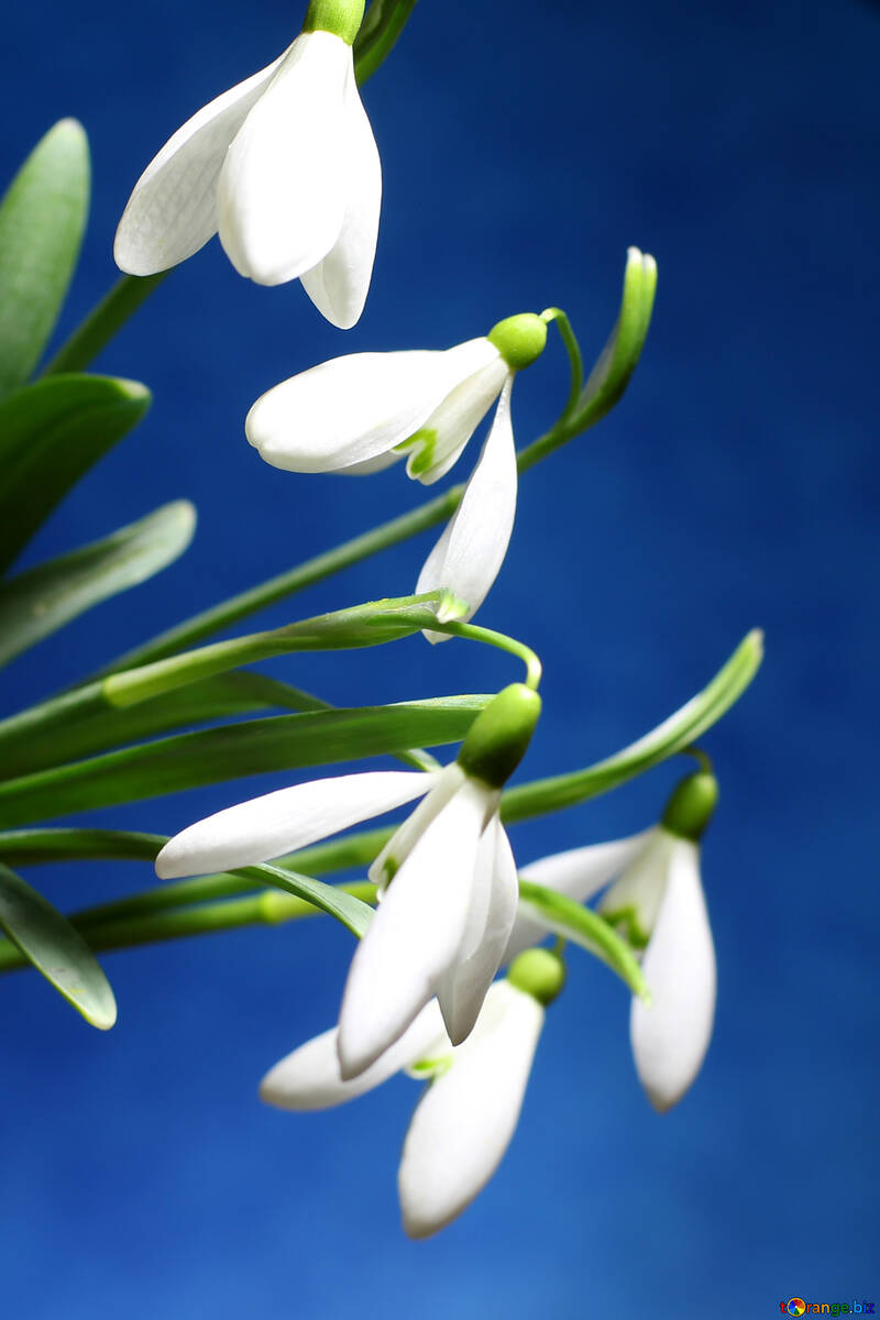 Flores da Primavera branca №38238