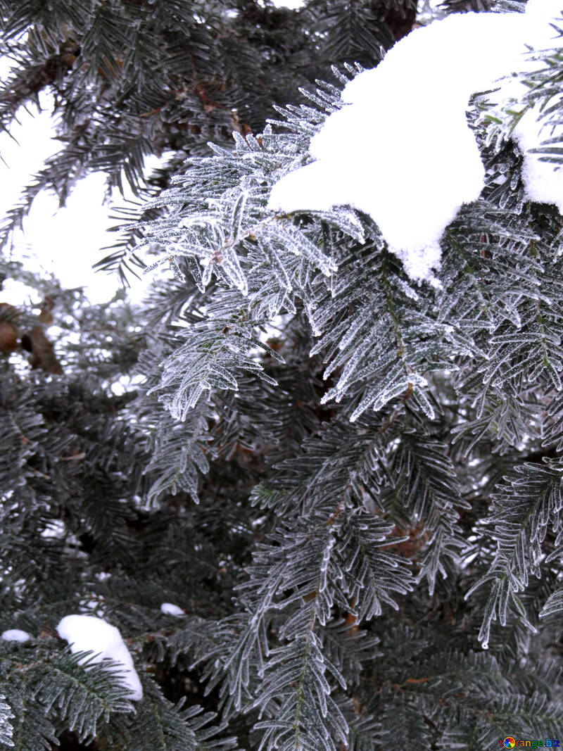There is snow on the branches of the spruce №38099