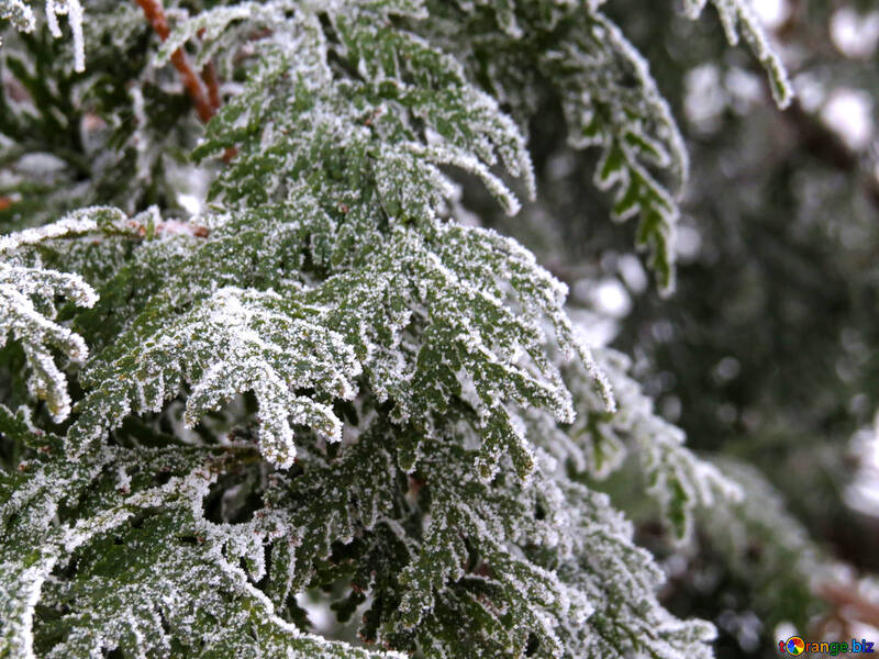 Frost on the branches of the Thuja  №38188