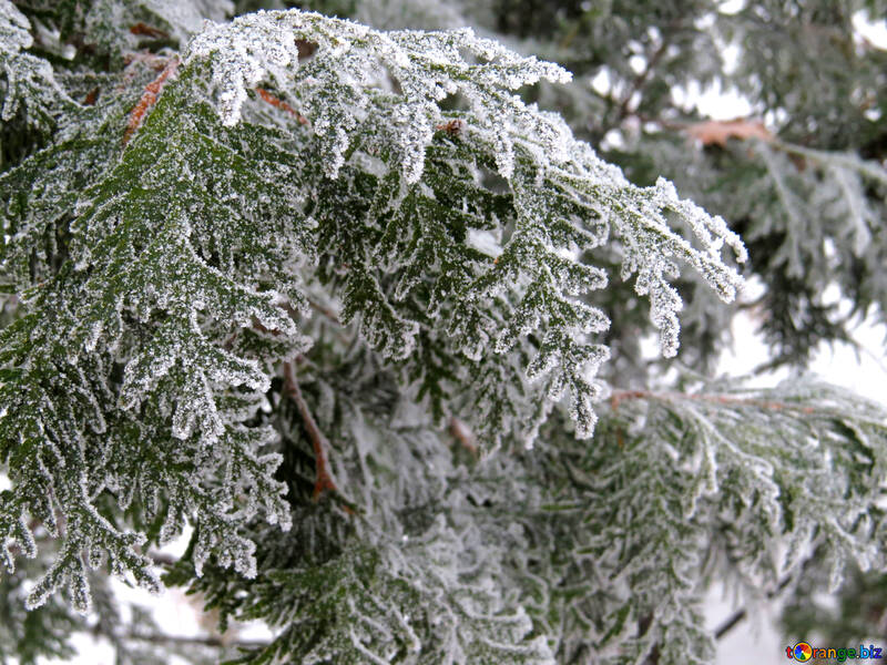 南部の木は、雪で覆われて №38181