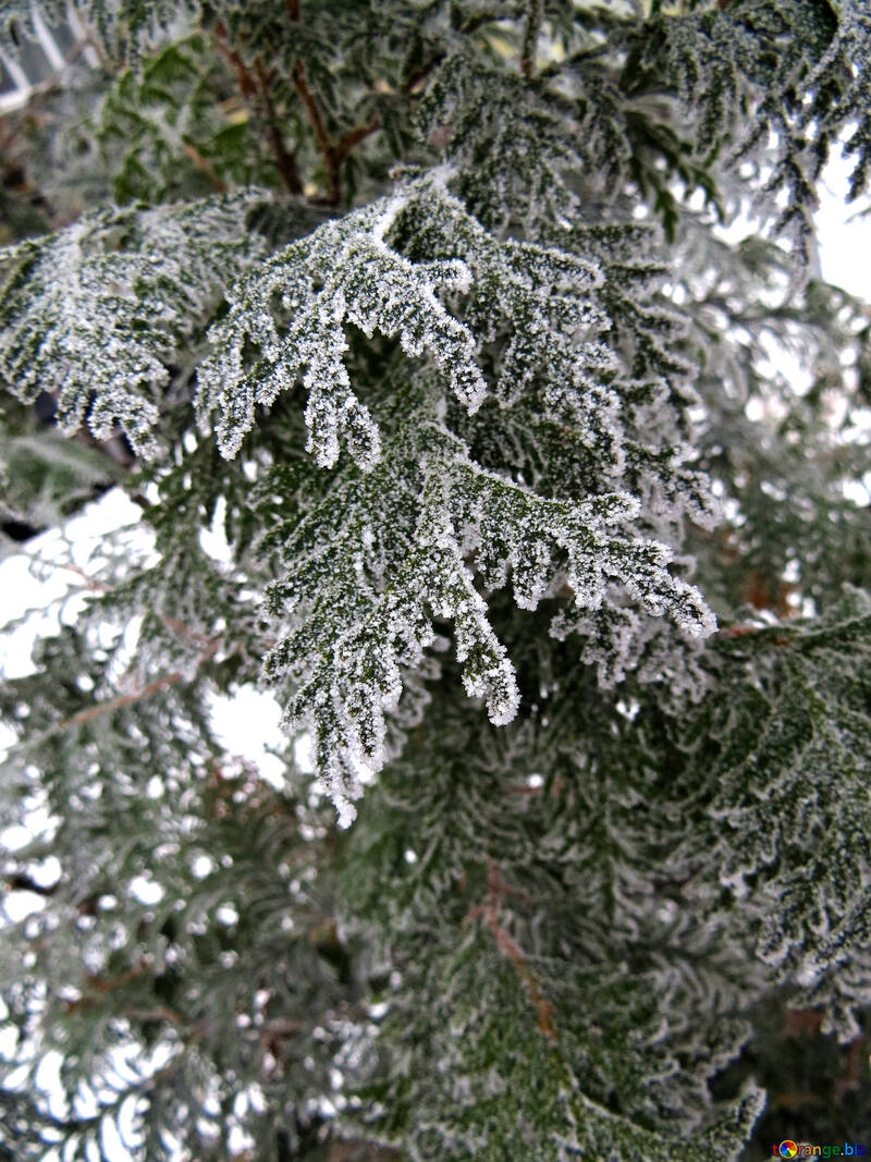 Árvore de inverno №38172