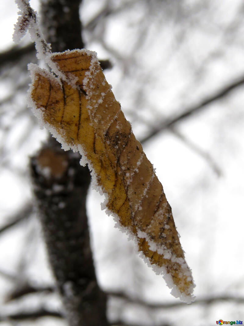 Leaf in winter with Frost №38142