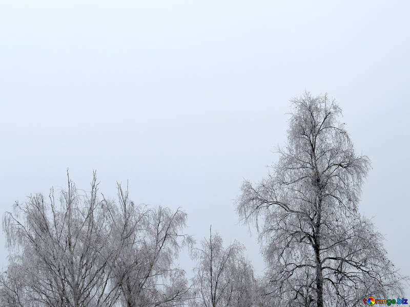 Winter trees №38081