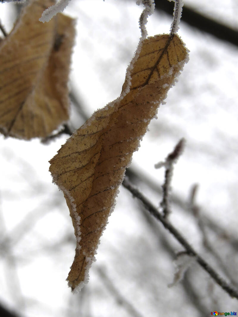 Dry leaf in winter №38143