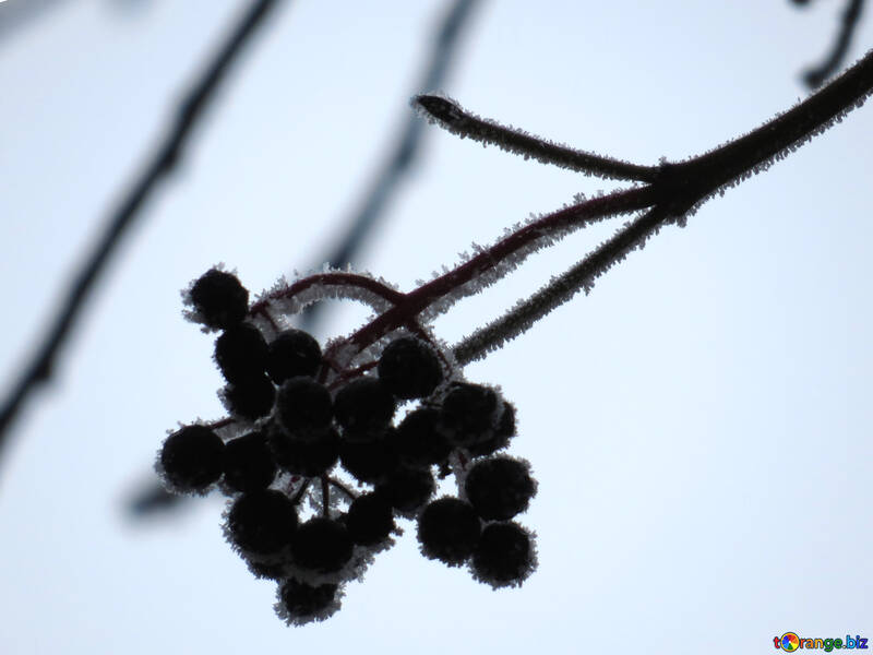 Frost winter berries №38198