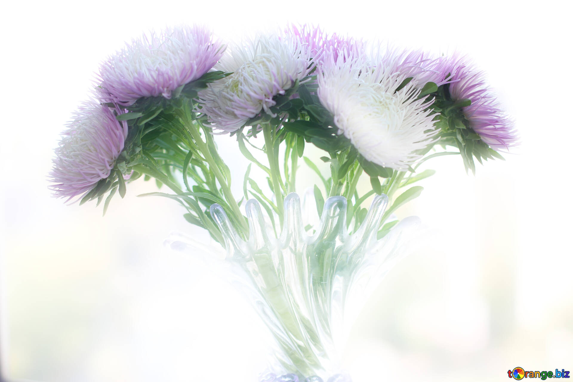 Flowers Asters Light Background With Asters Glass 39602