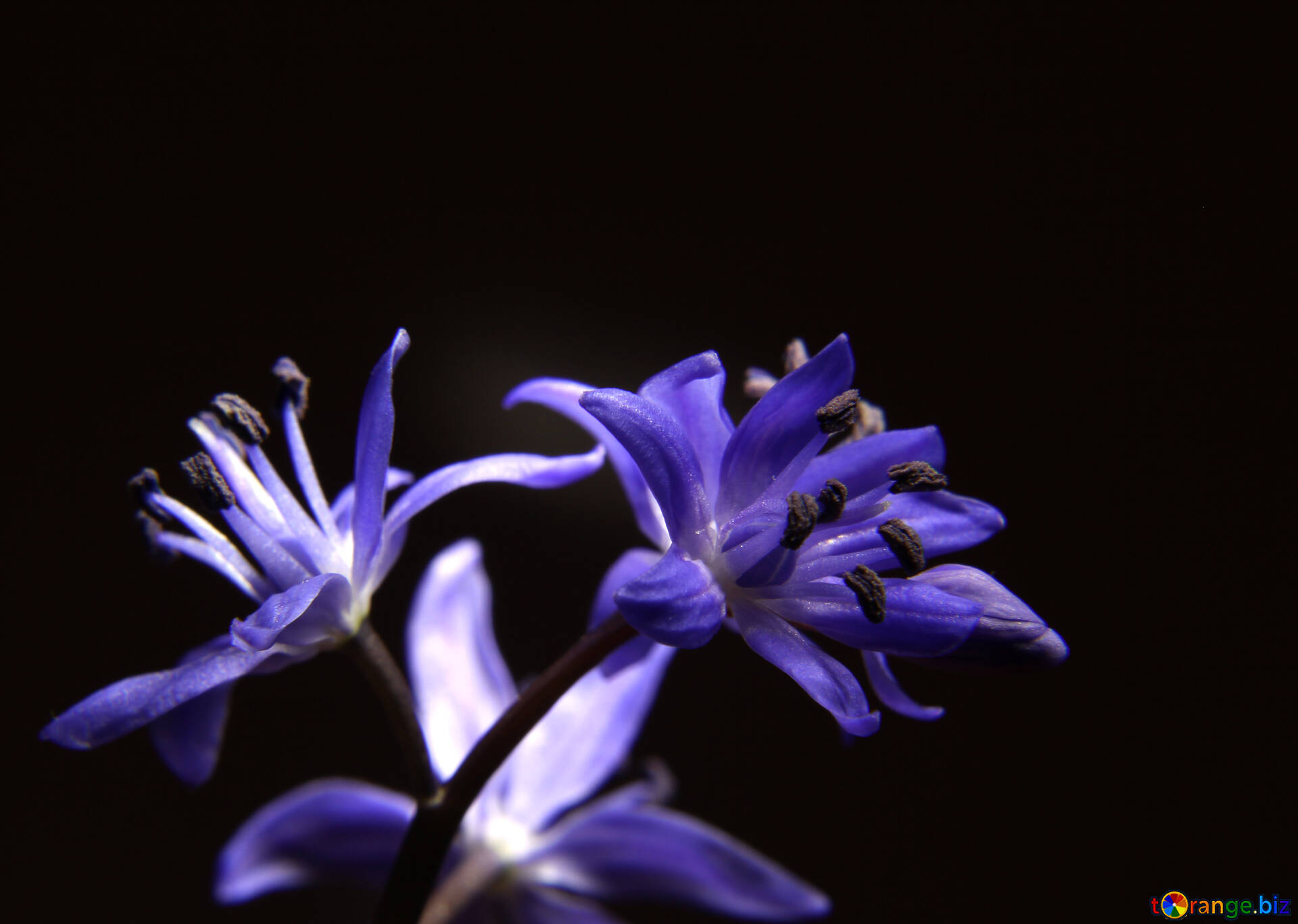 ブルーの花 無料の写真 花と暗い背景 無料の写真 夏 Torange Biz