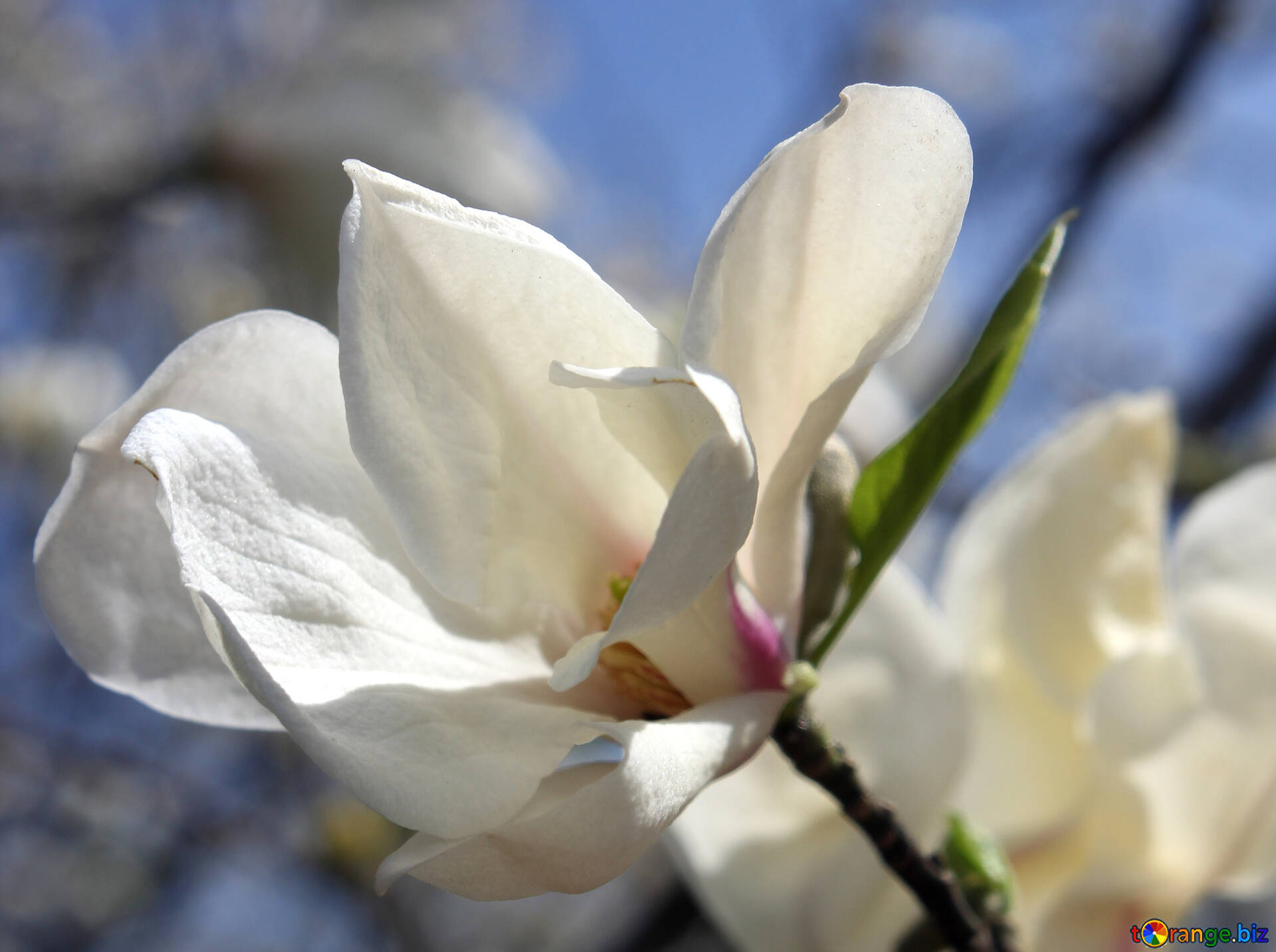 White Magnolia Magnolia Flower Blooms Park 39712