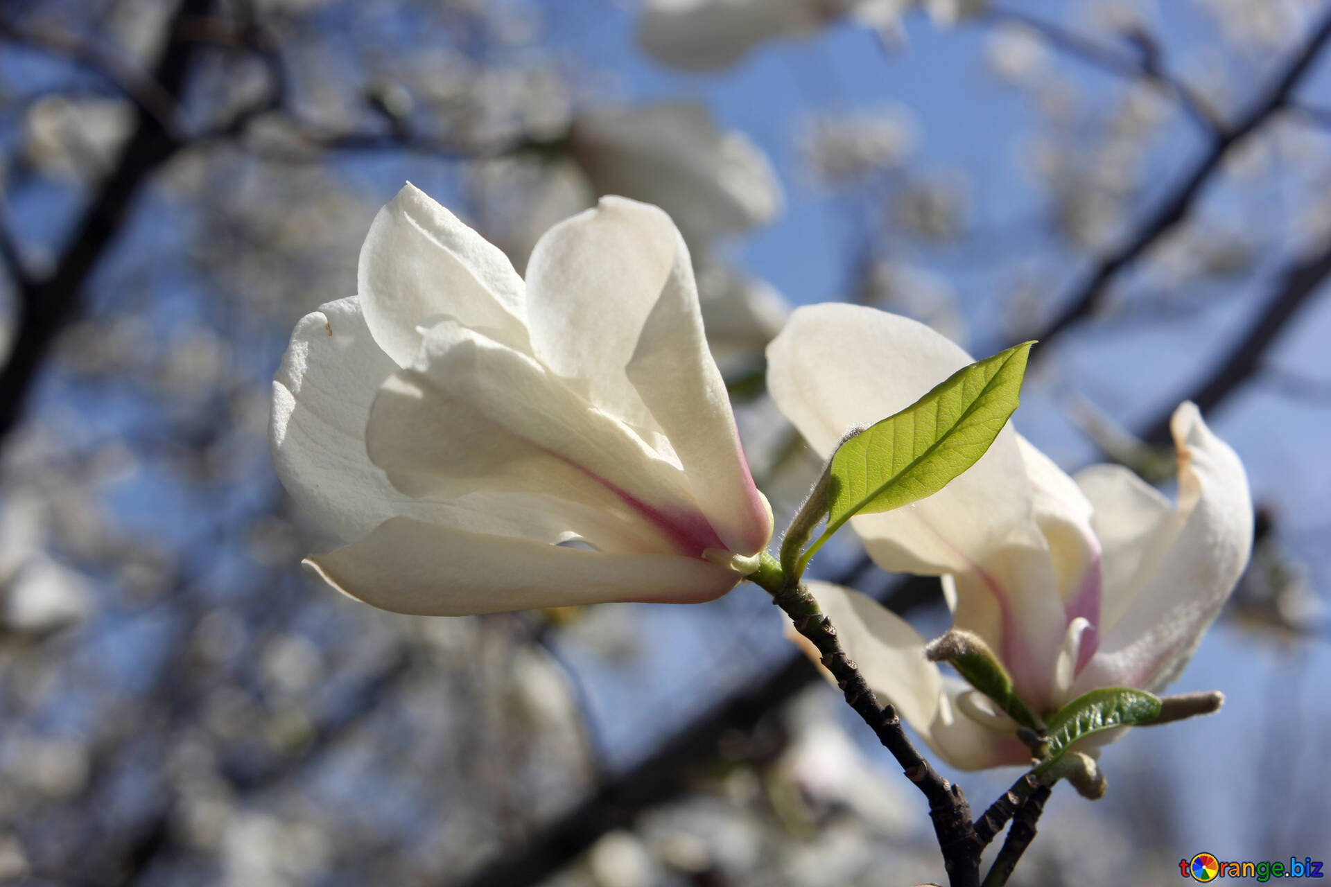 Белые цветы ранней весной. Магнолия Цветущая ранней весной.