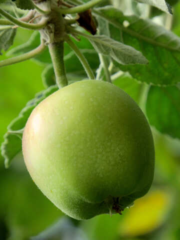 Abbildung eines Apfels №39539