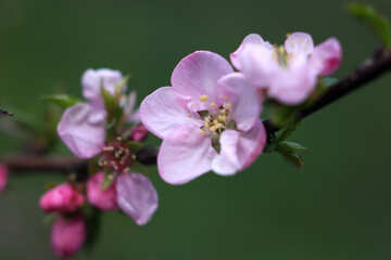 Яблунева квітка №39784