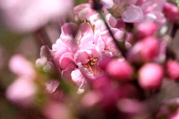 Flowering apple №39789