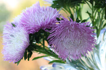 Flores Aster №39599