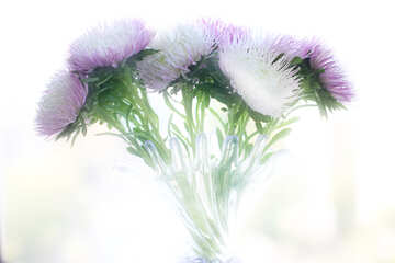 Light background with asters №39602