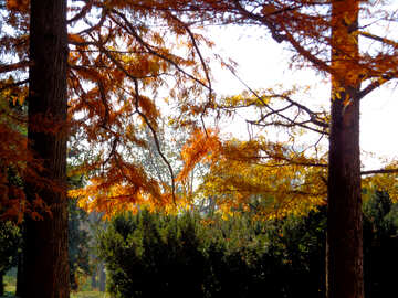 Bäume im Herbst №39148