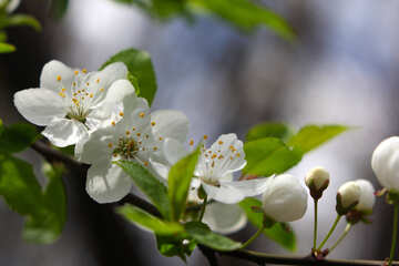 Cherry blossoms №39760