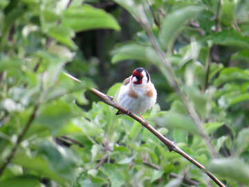 Bright bird goldfinch №39215