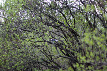 Pássaro na árvore de primavera de ramos №39893