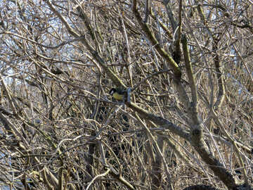 Bird in the Bush №39084