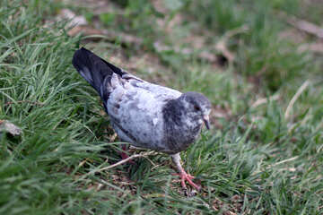 Pigeon marcher sur l`herbe №39896