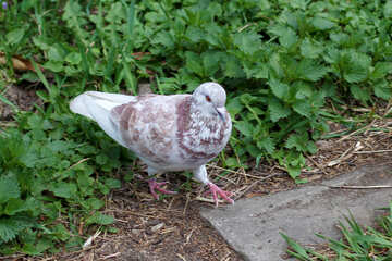 Speckled pigeon №39881