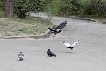 Cuervo y las palomas №39918