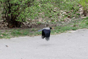 Cuervos volando sobre la carretera №39834