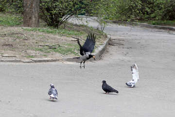 Raven attacking pigeons №39917