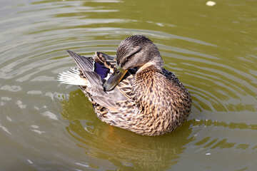 Beautiful duck №39683
