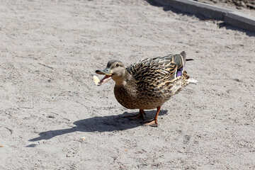 Duck eats №39656