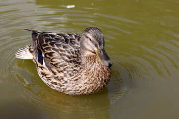 Duck on the water №39672