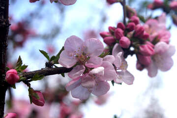 Flowering branch of apple