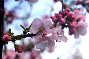 Ramo de floração da apple №39782