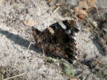 Butterfly se sienta en el suelo №39833