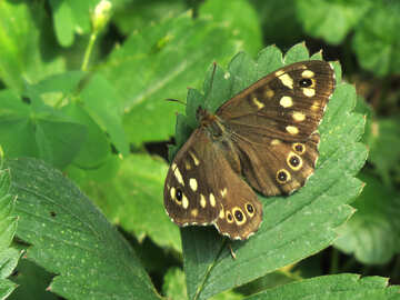 Grauer Schmetterling mit Augen auf Flügeln №39819