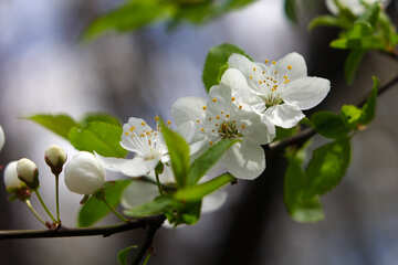 Blooming cherry №39761