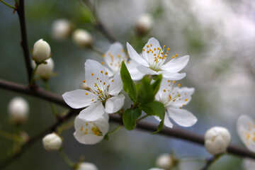 Cherry blossoms №39749
