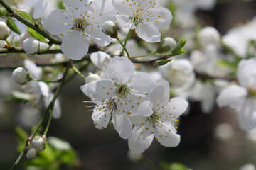 Cerisiers en fleurs №39796