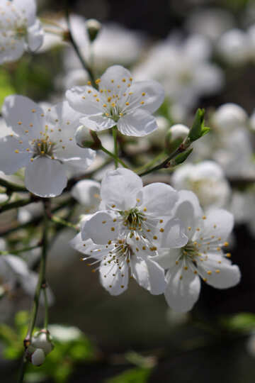 Cherry blossoms №39800