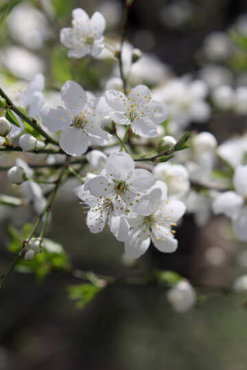 桜の花 №39801