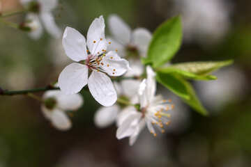 Flower cherry №39790