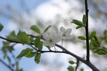 Flores de cerejeira de fruta №39764