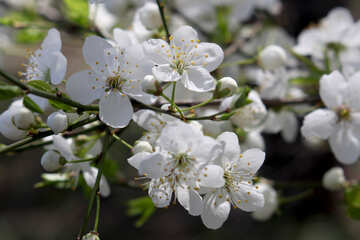 Blooming cherry №39794